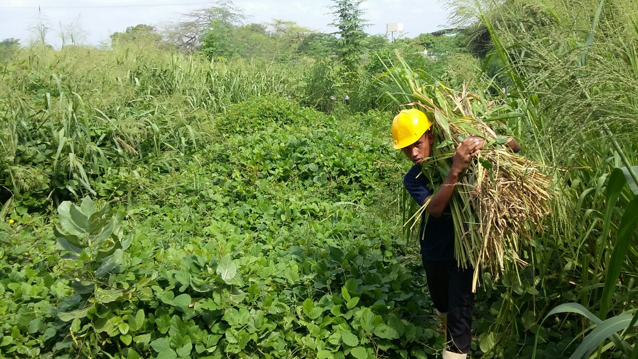 La Dirección para el Desarrollo y la Integración Fronteriza del Ministerio de Relaciones Exteriores en unión con la Fundación Alpina concluyeron el proyecto “Mejoramiento a la seguridad alimentaria y nutricional de la familia Wayúu en municipios de la alta y media Guajira de la zona de frontera”. 