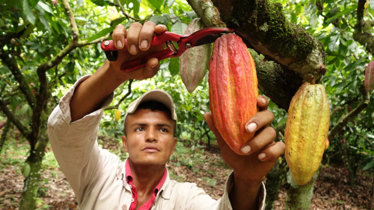 Cancillería apoya a siete centros de acopio de cacao en Tumaco