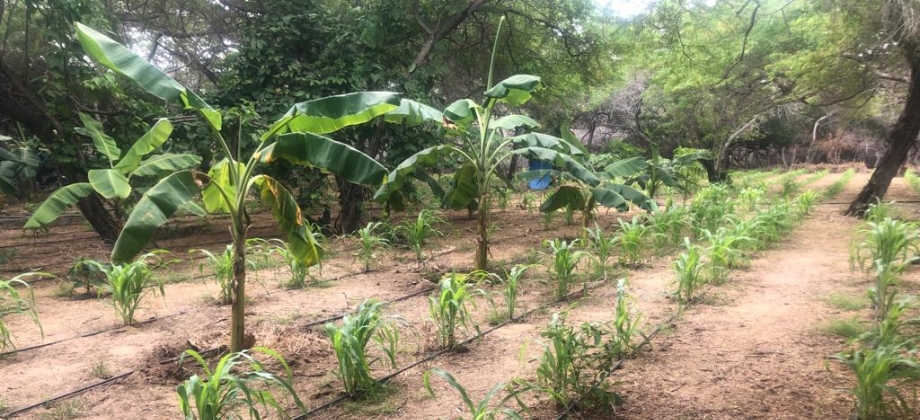 Dirección de Fronteras de la Cancillería fortalece el sistema productivo para la generación de ingresos de comunidades indígenas Wayuu en La Guajira