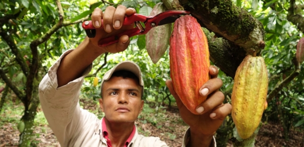 Cancillería apoya a siete centros de acopio de cacao en Tumaco